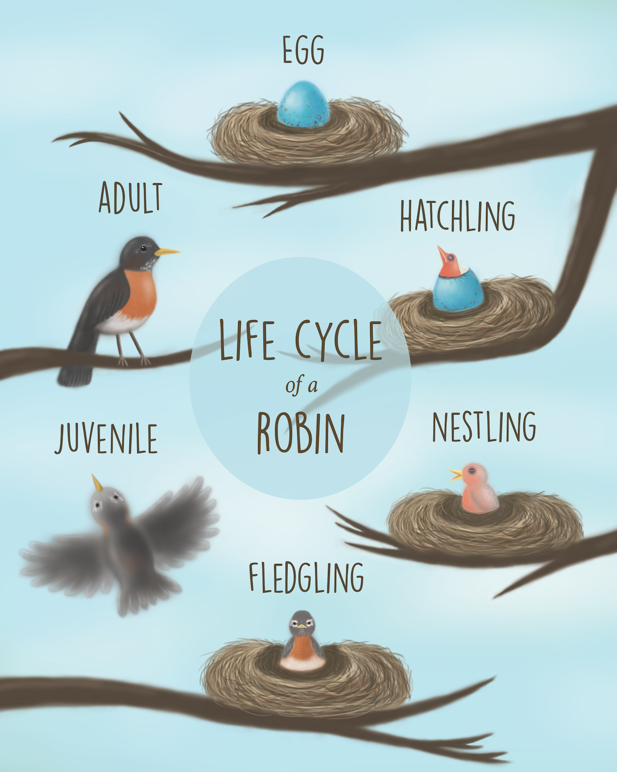 Life Cycle